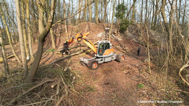 Der Hangbagger im Einsatz beim Fällen kranker Escher und absturzgefährdeter Bäume