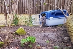 Im Zoo Stralsund ist in der eher beschaulich, ruhig wirkenden Anlage der Korsaks Leben eingezogen. Gleich eine komplette Fuchsfamilie veränderte den Singlehaushalt von Ruby zu einer Wohnkommune.