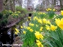 Foto (Zoo Stralsund): Wenn auch mit einiger Verspätung - jetzt stehen die Osterglocken im Zoo in voller Blüte.