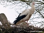 Ein milder Winter führt zu einem ordentlichen Vorsprung beim Bau des Nestes für den freifliegenden Storch des Zoos Stralsund. Nun hoffen die Zoo-Mitarbeiter, dass ihr Pflegling es schafft, ein Weibchen ins Nest zu locken.