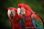 Aras im Stralsunder Zoo