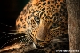 Nordchinesischer Leopard im Zoo Stralsund, Fotograf: Torsten Gruber 