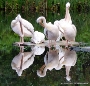 Die Pelikane werden bei den ersten Nachtfrösten ihr Winterquartier beziehen