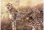 Gepard in Kenia_Krakowski