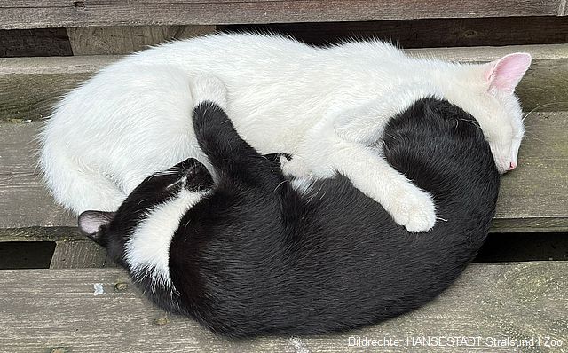 Im Ackerbürgerhaus des Zoos wohnen jetzt die Kater Max und Moritz. Im Ackerbürgerhaus des Zoos wohnen jetzt die Kater Max und Moritz.