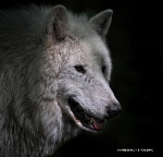 Polarwolf im Stralsunder Zoo (Foto: Torsten Gruber) Polarwolf im Stralsunder Zoo (Foto: Torsten Gruber)