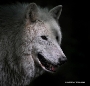 Polarwolf im Stralsunder Zoo (Foto: Torsten Gruber)
