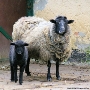 Die erwachsenen Rauhwolligen Pommerschen Landschafe des Zoos Stralsund werden am 1. Mai in Form gebracht.