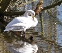 Singschwan am Ufer des Teiches im Zoo