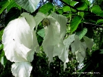 Taschentuchbaum in voller Blüte