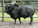 Kaukasischer Zwergzebubulle im Zoo Stralsund